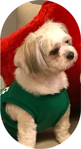 Dog 2