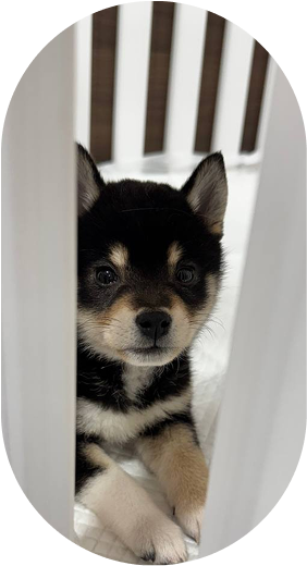 Dog 1